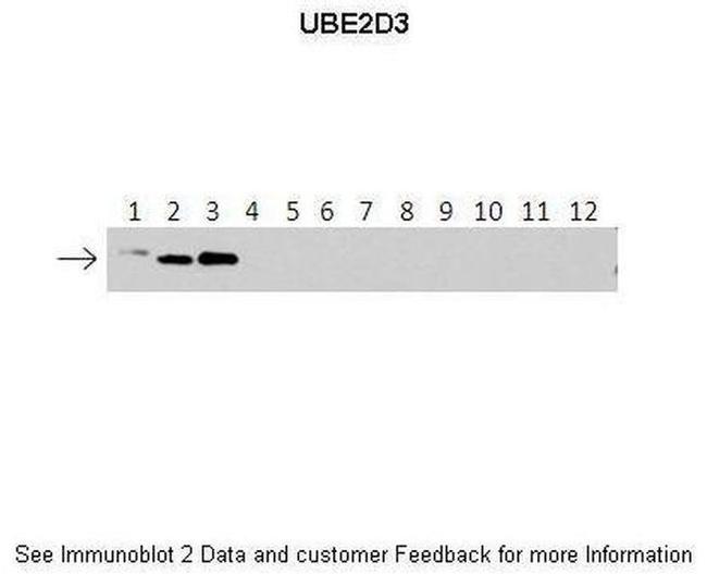 UBE2D3 Antibody in Western Blot (WB)