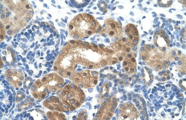 LONRF1 Antibody in Immunohistochemistry (IHC)