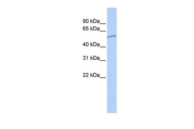 SLC39A7 Antibody in Western Blot (WB)