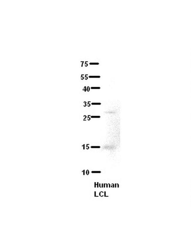 C21orf2 Antibody in Western Blot (WB)
