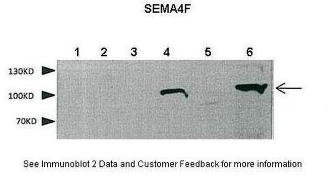SEMA4F Antibody in Western Blot (WB)