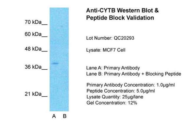 MT-CYB Antibody in Western Blot (WB)