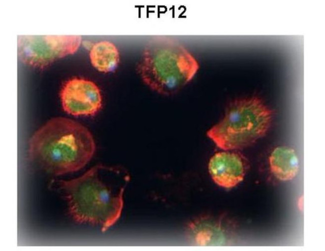 TFPI2 Antibody in Immunocytochemistry (ICC/IF)