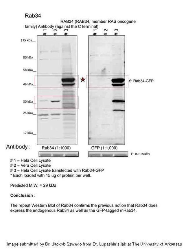 RAB34 Antibody in Western Blot (WB)