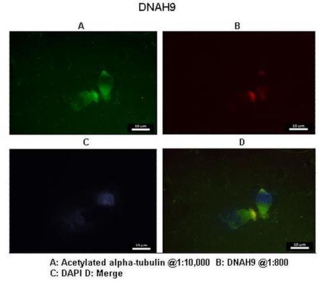 DNAH9 Antibody in Immunocytochemistry (ICC/IF)