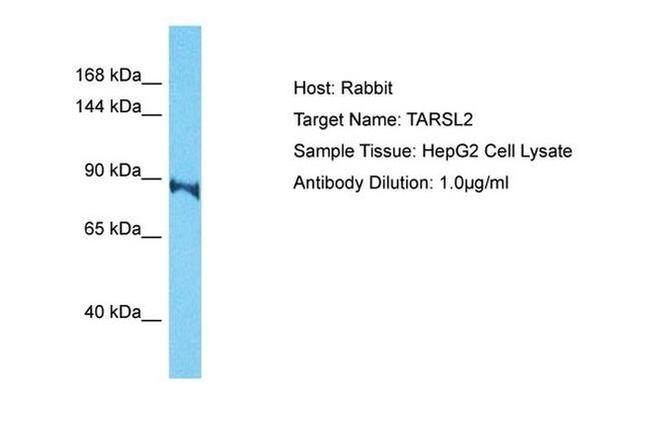 TARSL2 Antibody in Western Blot (WB)