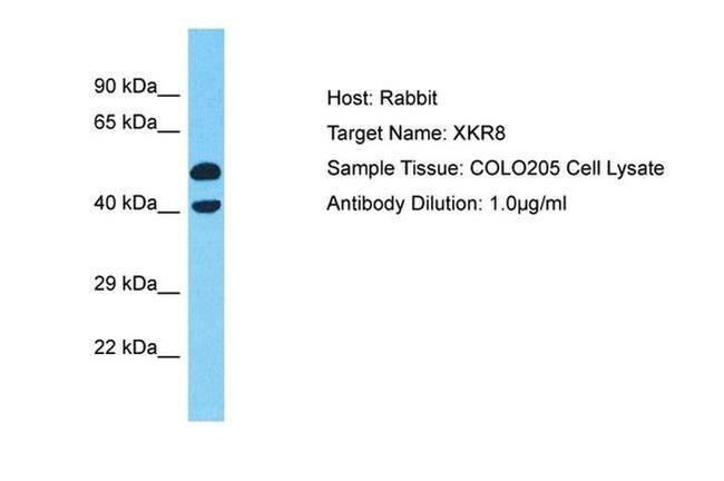 XKR8 Antibody in Western Blot (WB)