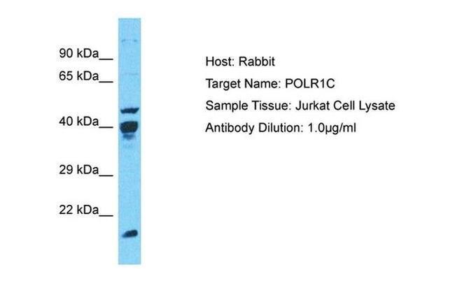 POLR1C Antibody in Western Blot (WB)