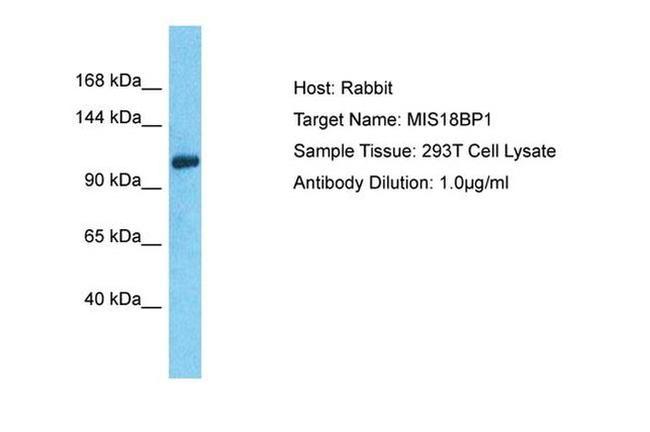 MIS18BP1 Antibody in Western Blot (WB)