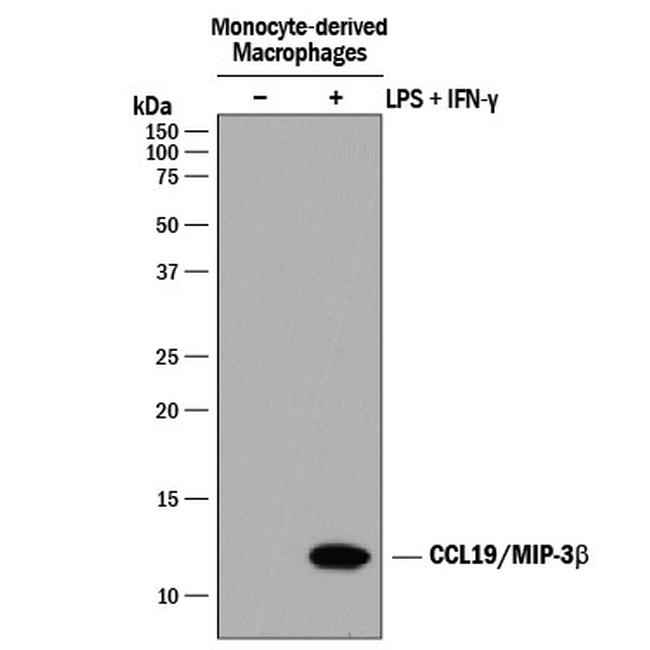 MIP-3 beta Antibody in Western Blot (WB)