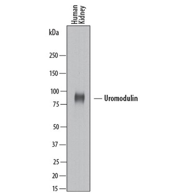 Uromodulin Antibody in Western Blot (WB)