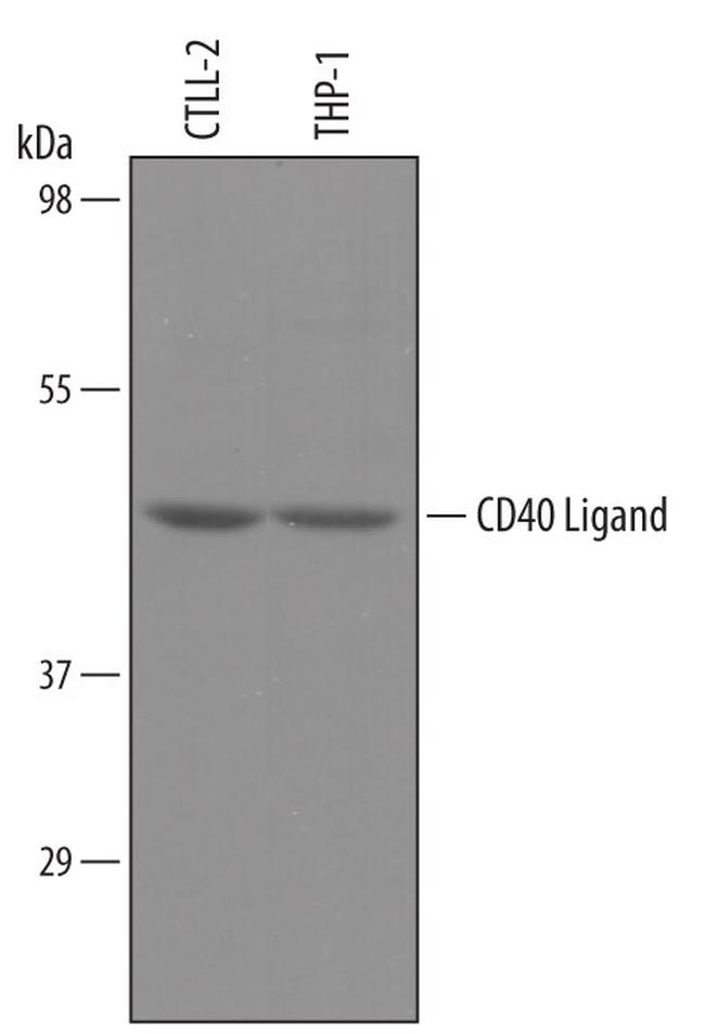 CD154 (CD40 Ligand) Antibody in Western Blot (WB)