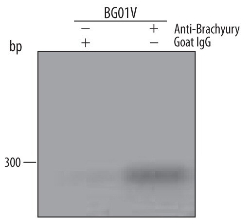Brachyury Antibody in ChIP Assay (ChIP)