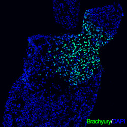 Brachyury Antibody in Immunocytochemistry (ICC/IF)