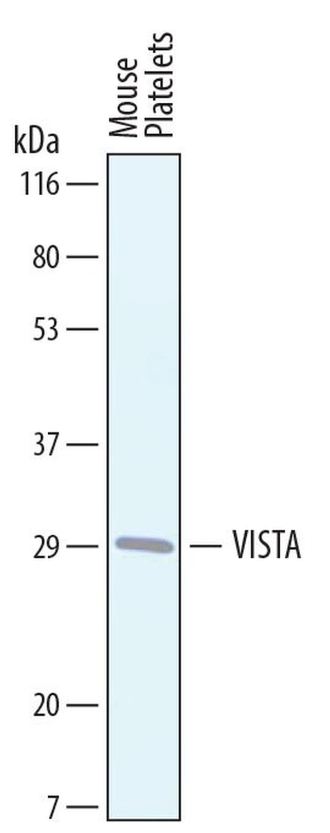 VISTA Antibody in Western Blot (WB)