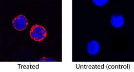 TREM1 Antibody in Immunocytochemistry (ICC/IF)