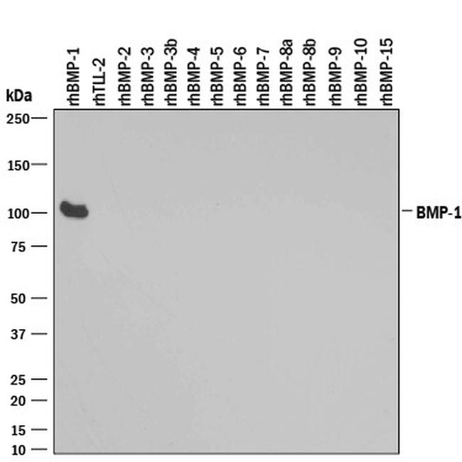 BMP1 Antibody in Western Blot (WB)