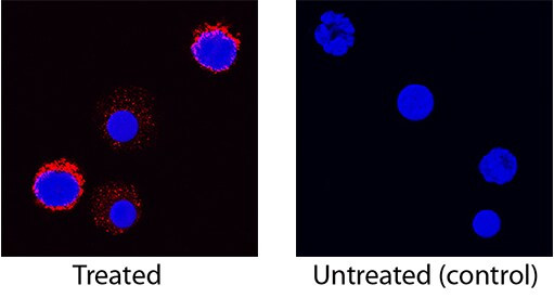 IL-5 Antibody in Immunocytochemistry (ICC/IF)