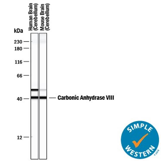 Carbonic Anhydrase VIII Antibody in Western Blot (WB)