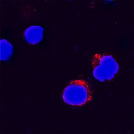 IL-31 Antibody in Immunocytochemistry (ICC/IF)