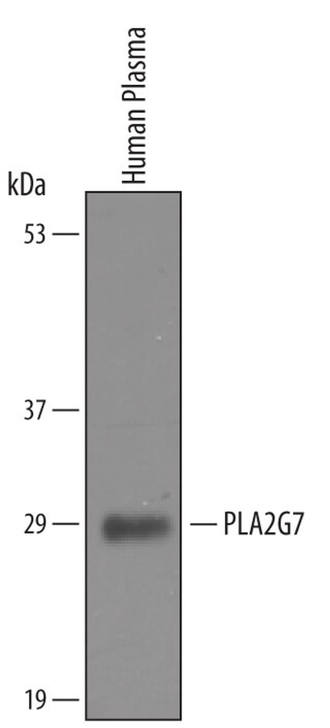 PLA2G7 Antibody in Western Blot (WB)