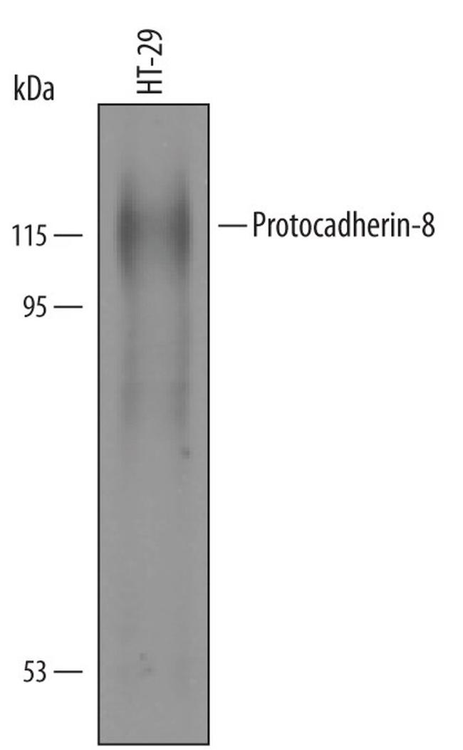 PCDH8 Antibody in Western Blot (WB)
