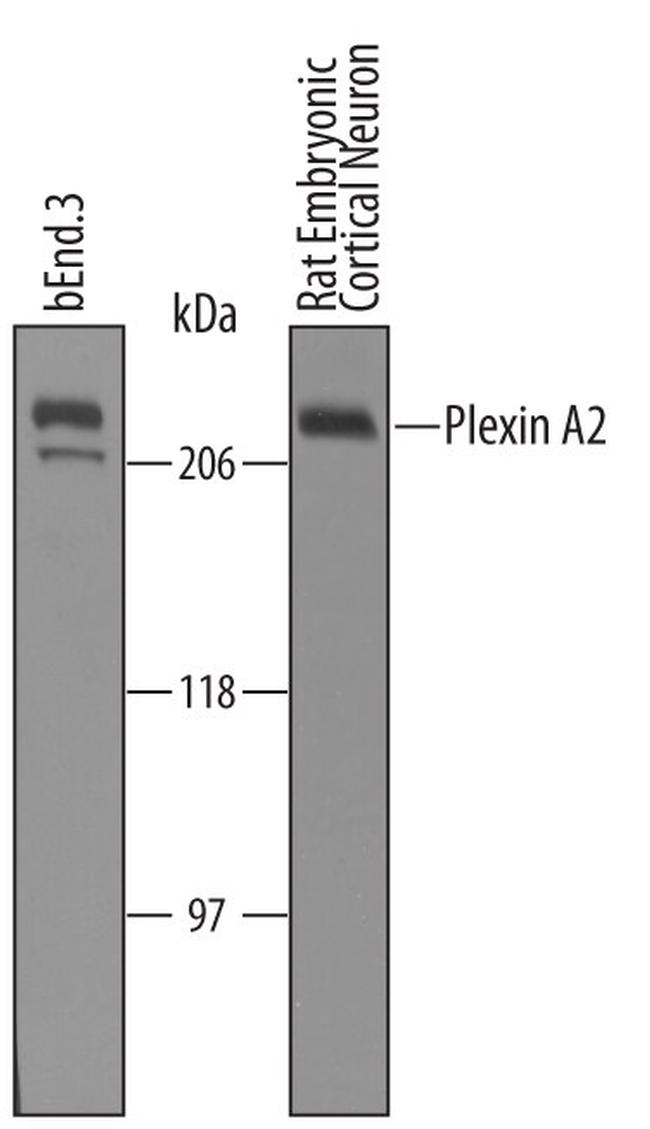 Plexin A2 Antibody in Western Blot (WB)