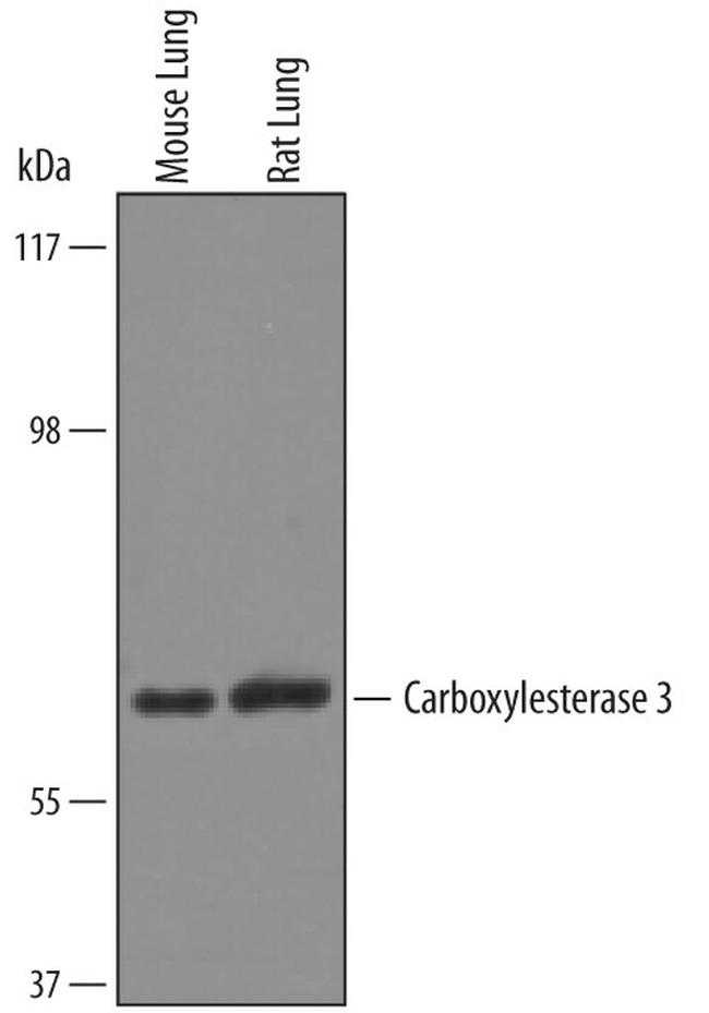 CES3 Antibody in Western Blot (WB)