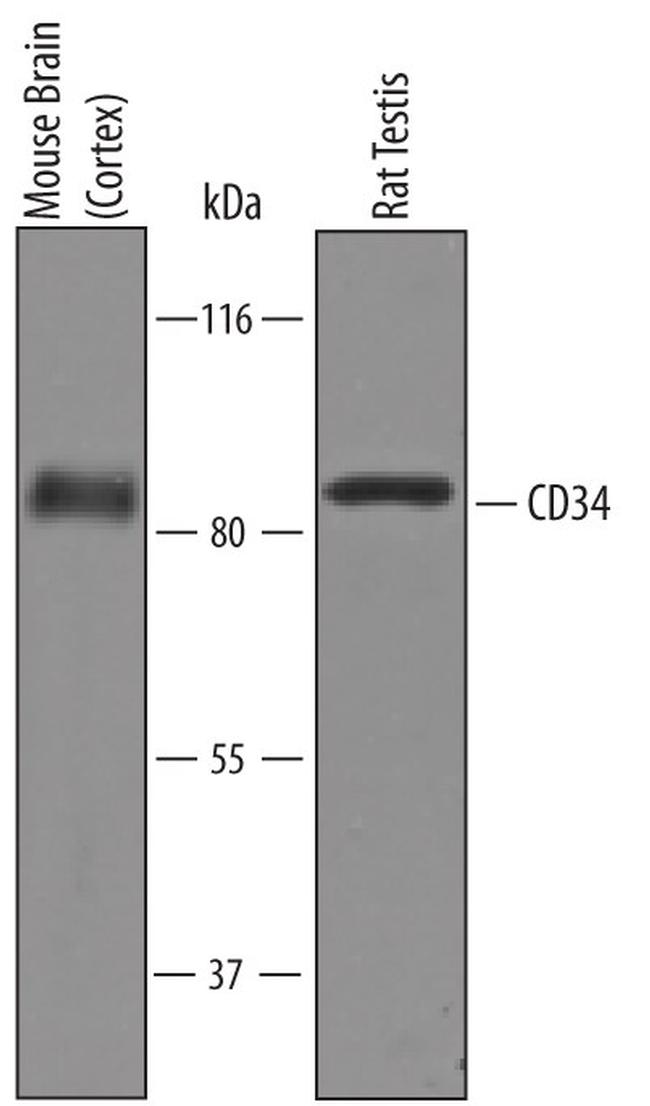 CD34 Antibody in Western Blot (WB)