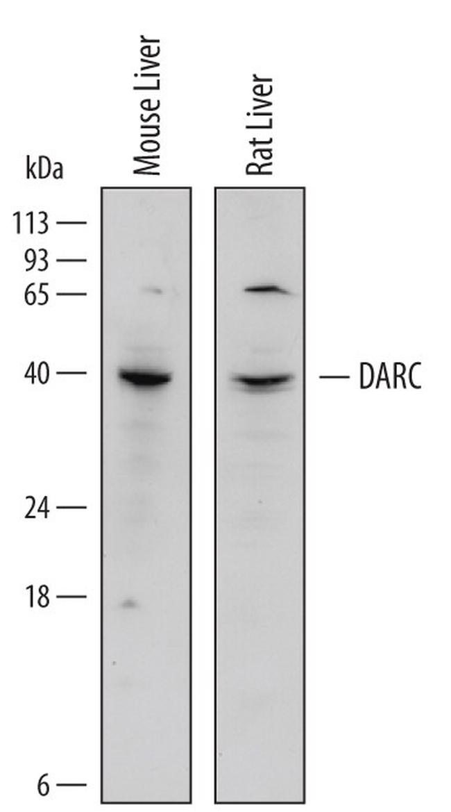 DARC Antibody in Western Blot (WB)