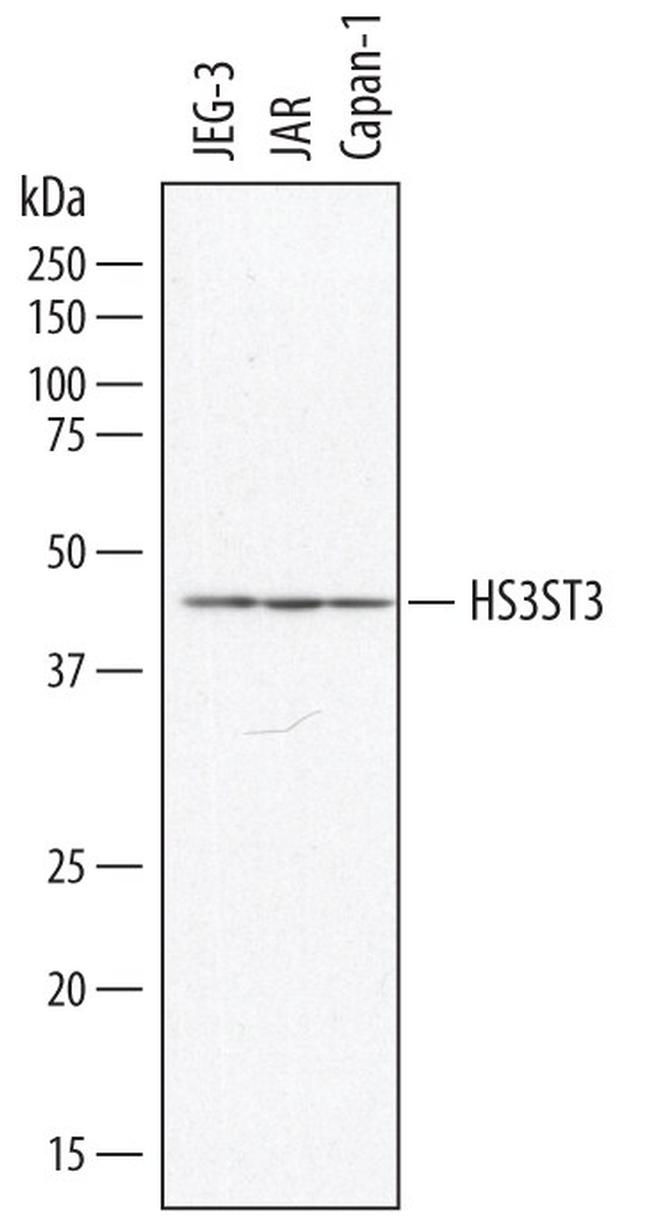 HS3ST3B1 Antibody in Western Blot (WB)