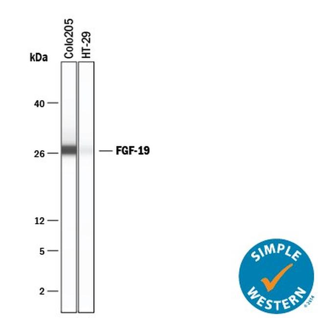 FGF19 Antibody in Western Blot (WB)
