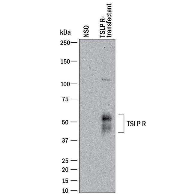 TSLP Receptor Antibody in Western Blot (WB)