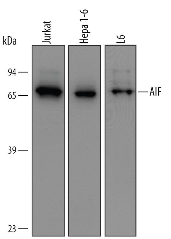 AIF Antibody in Western Blot (WB)