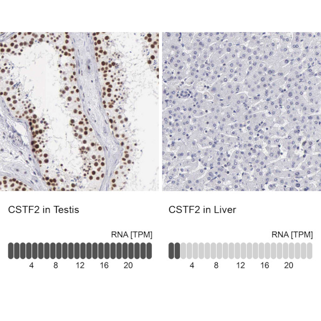 CSTF2 Antibody