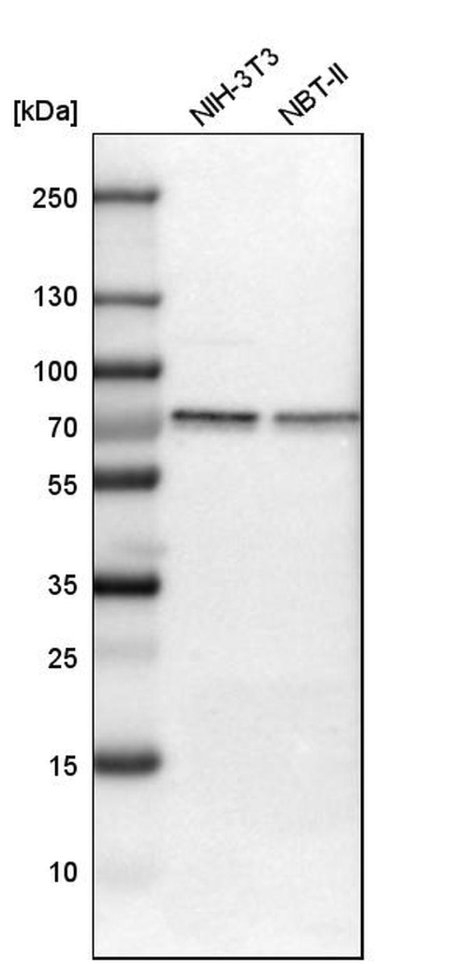 CSTF2 Antibody in Western Blot (WB)