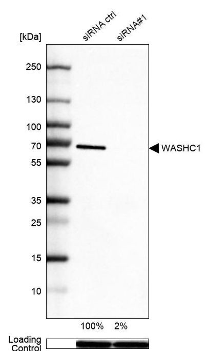 WASH1 Antibody