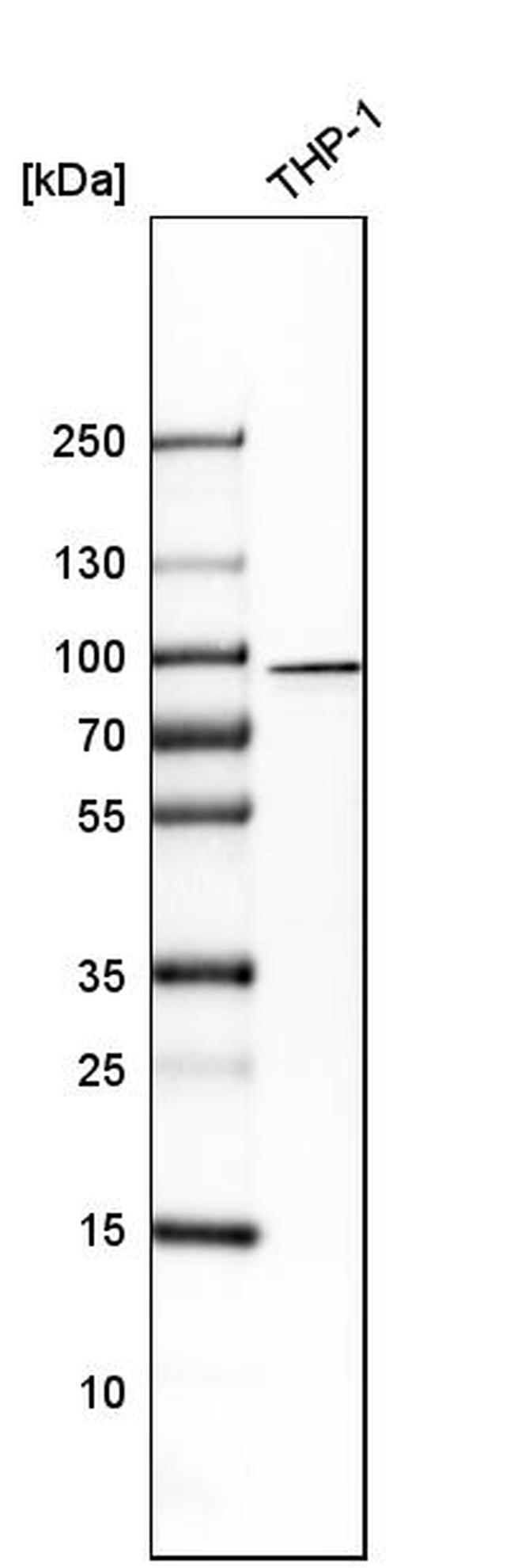 SH3KBP1 Antibody in Western Blot (WB)