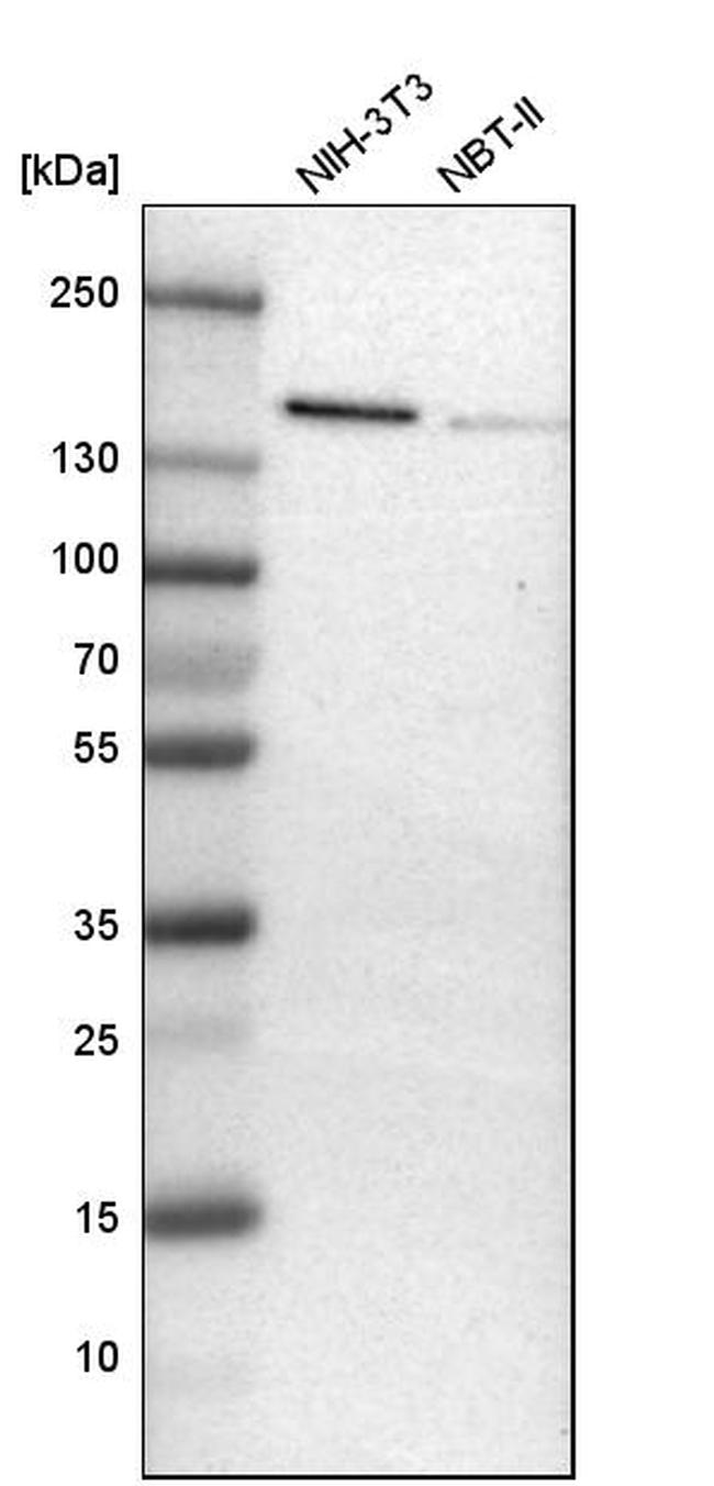 ADNP Antibody in Western Blot (WB)