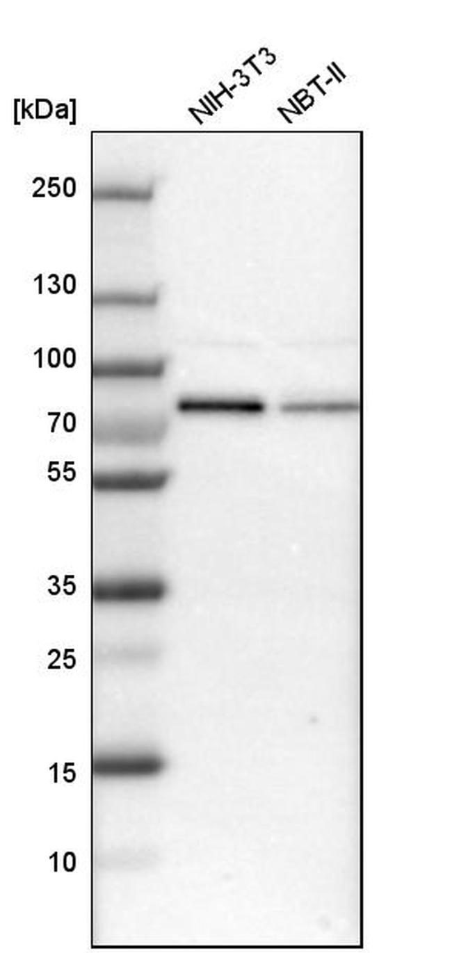 RBM14 Antibody in Western Blot (WB)