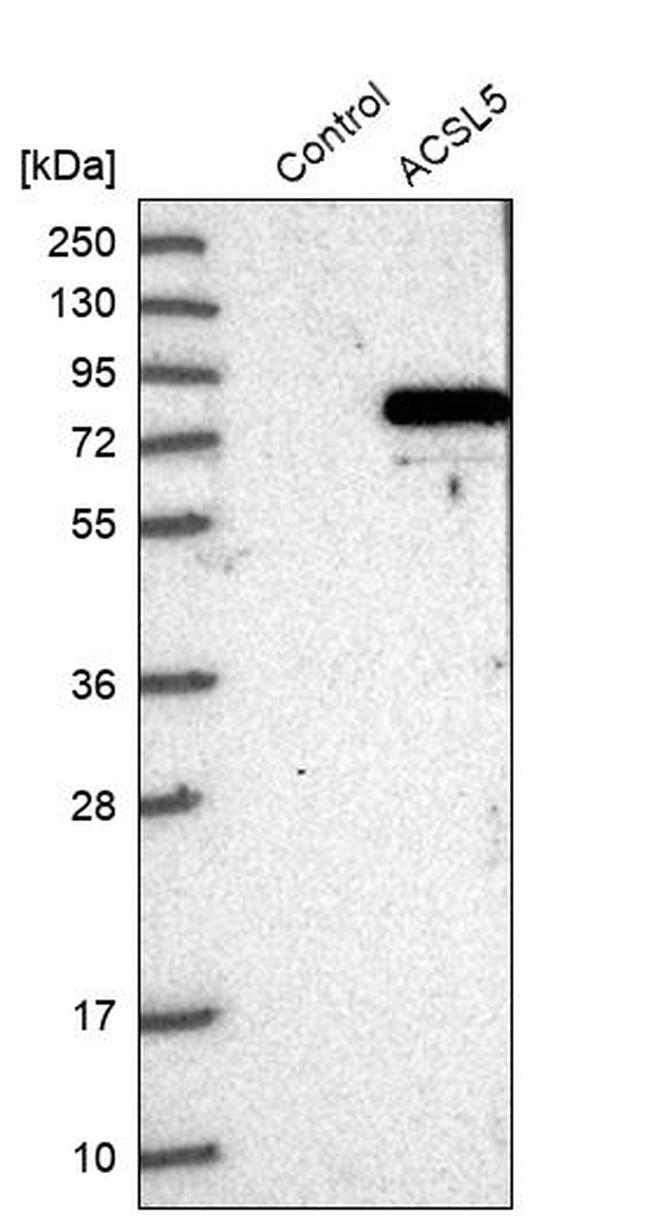 ACSL5 Antibody in Western Blot (WB)