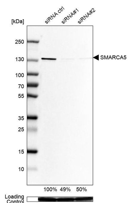 SMARCA5 Antibody