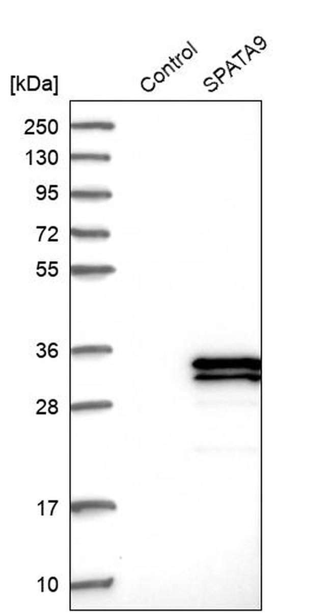 SPATA9 Antibody in Western Blot (WB)