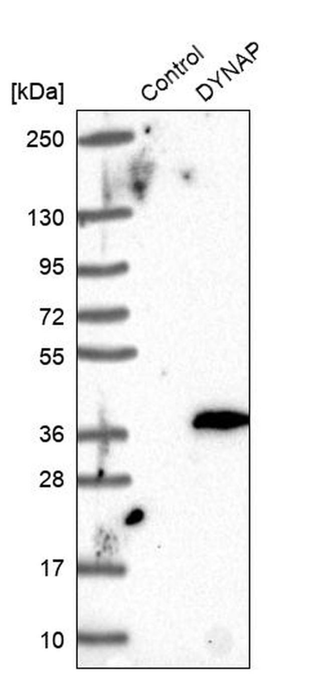 DYNAP Antibody in Western Blot (WB)