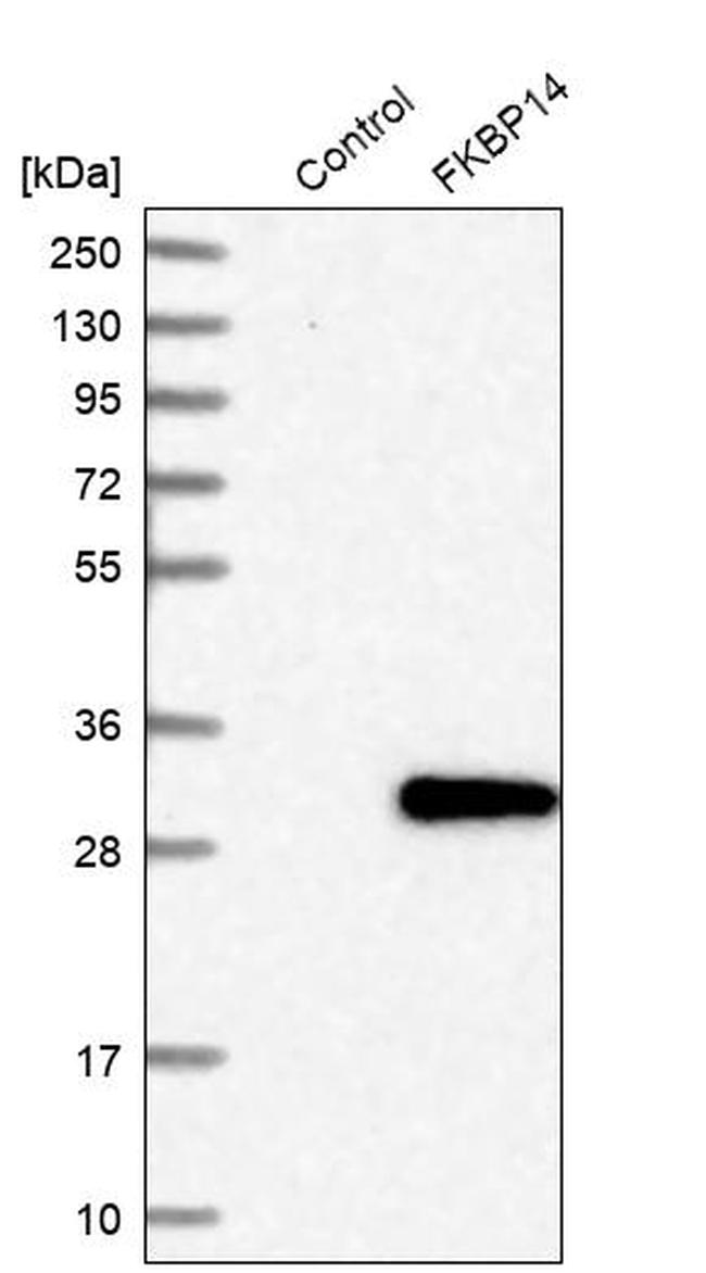 FKBP14 Antibody in Western Blot (WB)