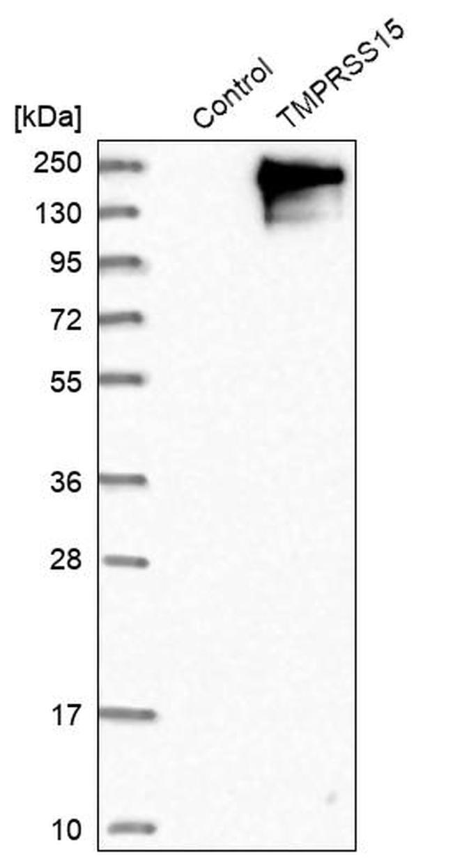TMPRSS15 Antibody in Western Blot (WB)