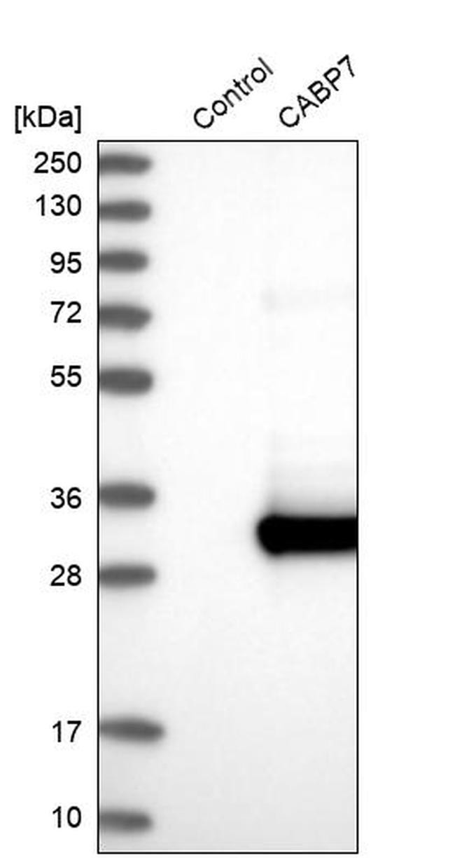 CABP7 Antibody in Western Blot (WB)