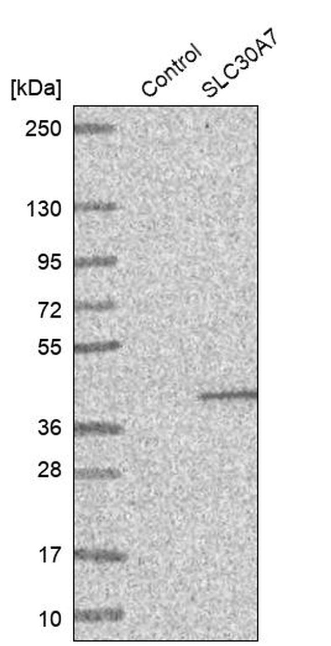 SLC30A7 Antibody in Western Blot (WB)