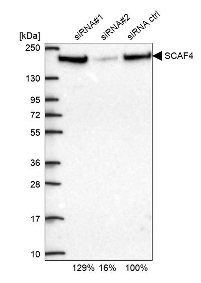 SFRS15 Antibody in Western Blot (WB)
