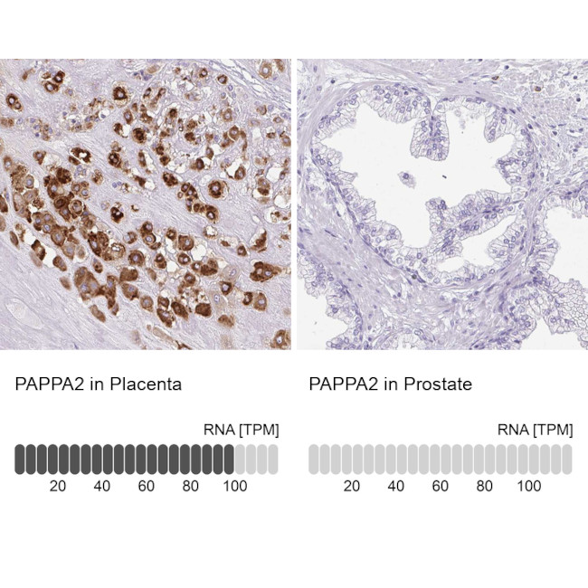 PAPPA2 Antibody